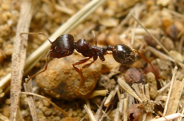messor5.jpg