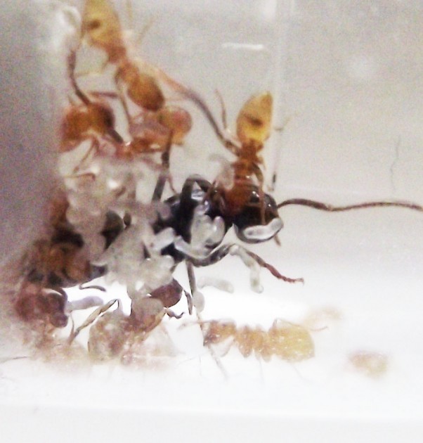 DSCF3539.JPG