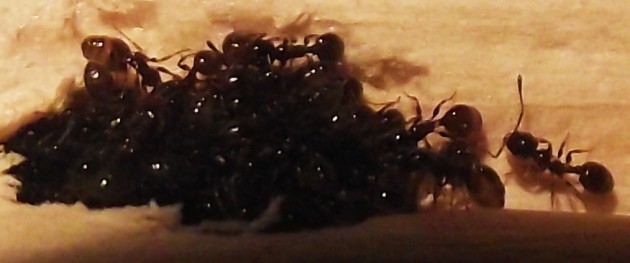 DSCF4757.JPG
