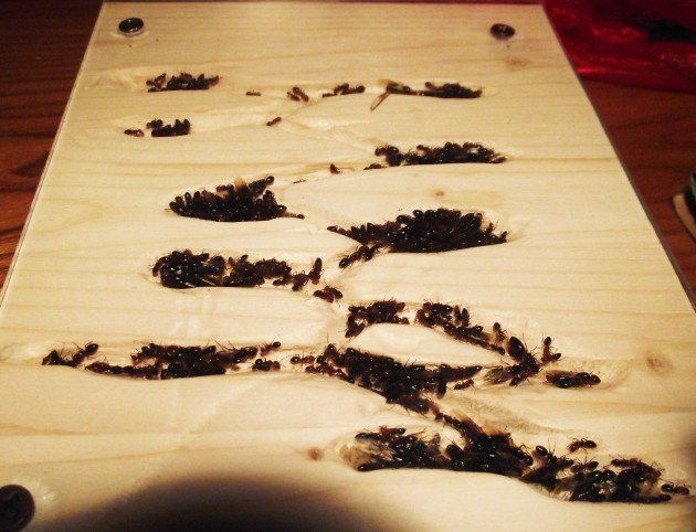 DSCF4762.JPG