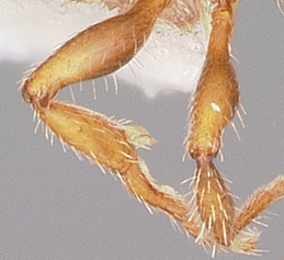 L. acervorum legs.PNG