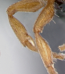 L. muscorum legs.PNG
