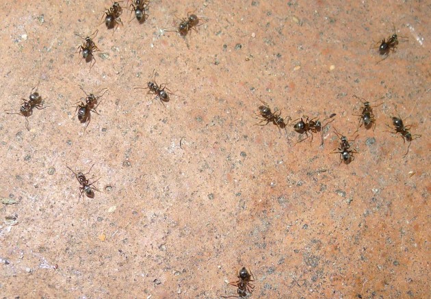 Lasius.jpg