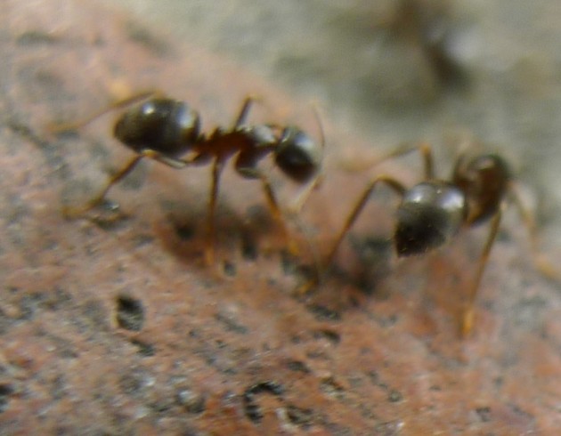 Lasius2.jpg