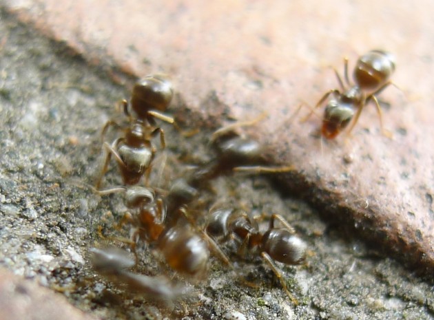 Lasius3.jpg