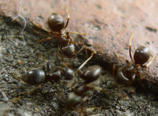 Lasius4a.jpg