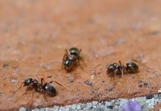 Lasius4b.jpg