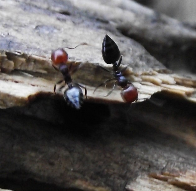 DSCF4772.JPG