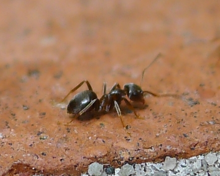 Lasius5.jpg
