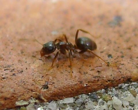 Lasius6.jpg