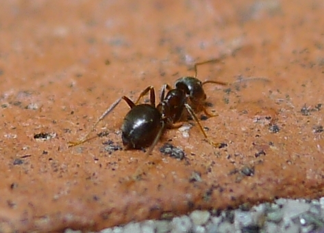 Lasius7.jpg