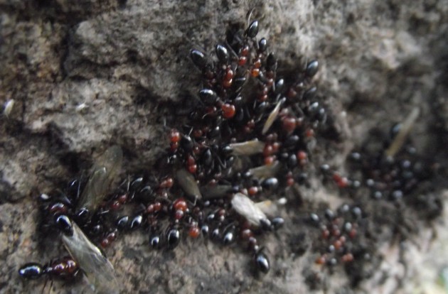 DSCF4783.JPG
