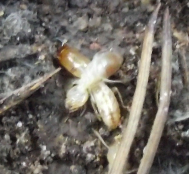 DSCF4786.JPG