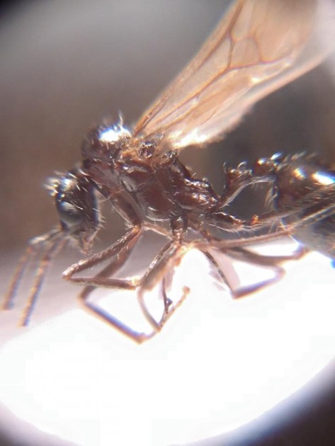 Aphaenogaster spinosa male.jpg
