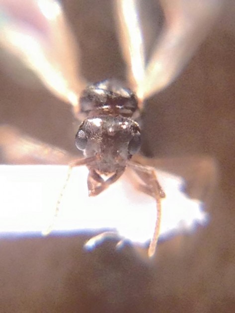 Lasius niger male.jpg
