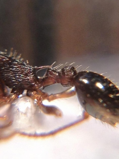 Myrmica lobulicornis 2.jpg