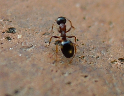 quadri3.jpg