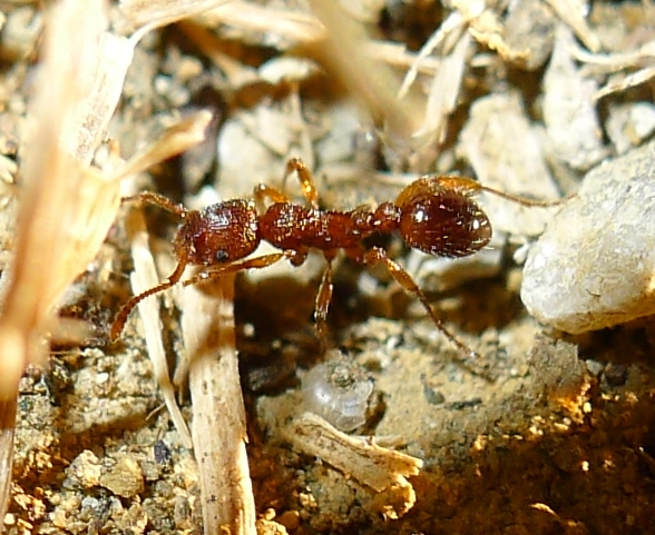 myrm1.jpg