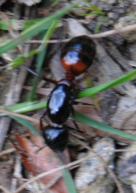 ligniperda1.jpg