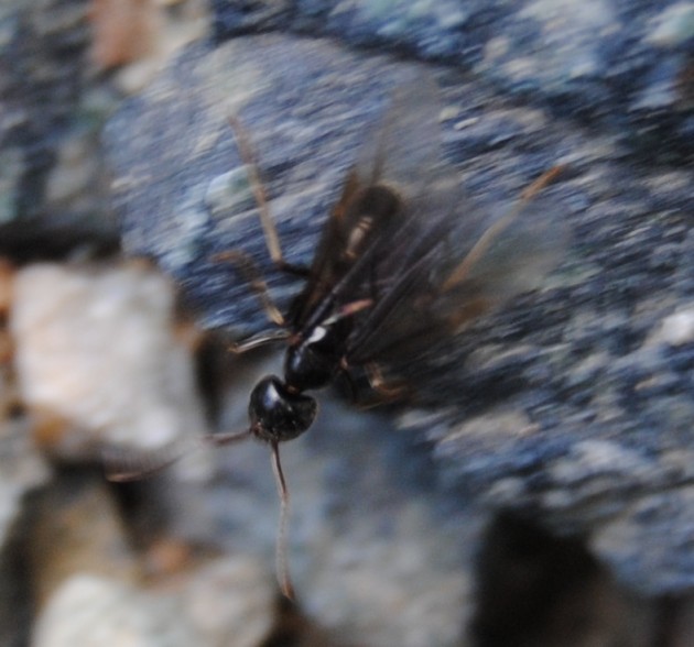 lasius_fuliginosus.jpg