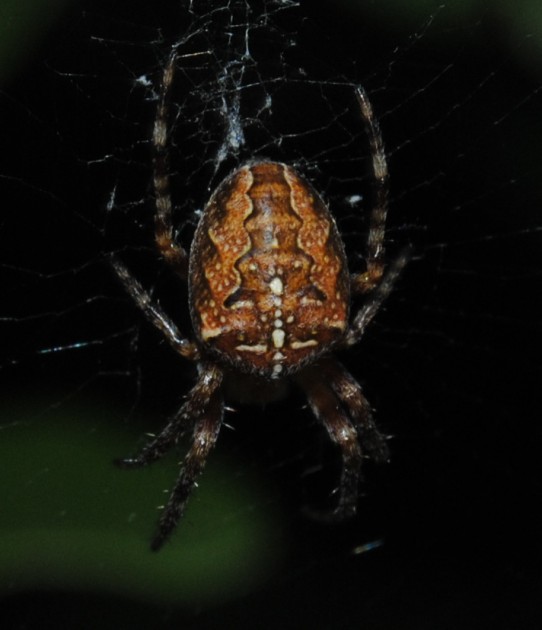 ragno1.jpg