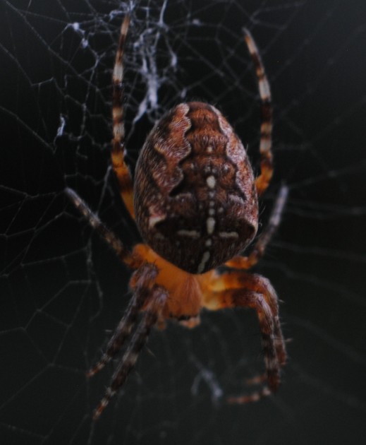 ragno2.jpg