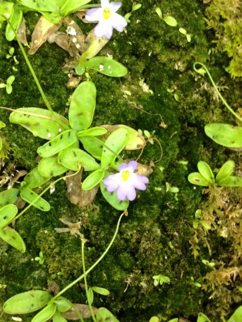 Pinguicula hirtiflora 5.jpg