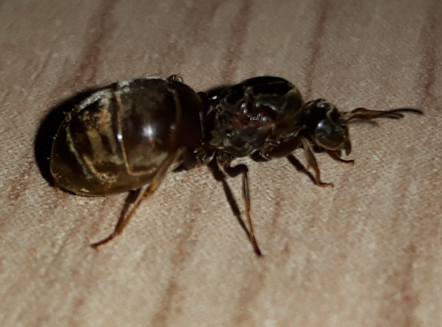 lato.png