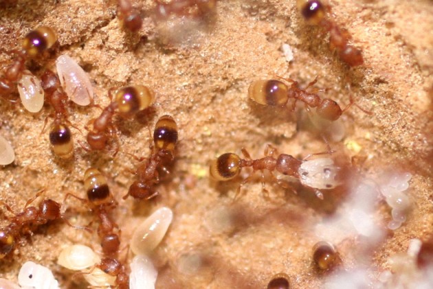 temnothorax.jpg