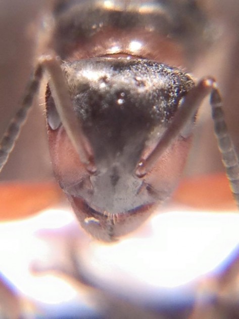 Formica paralugubris 4.jpg