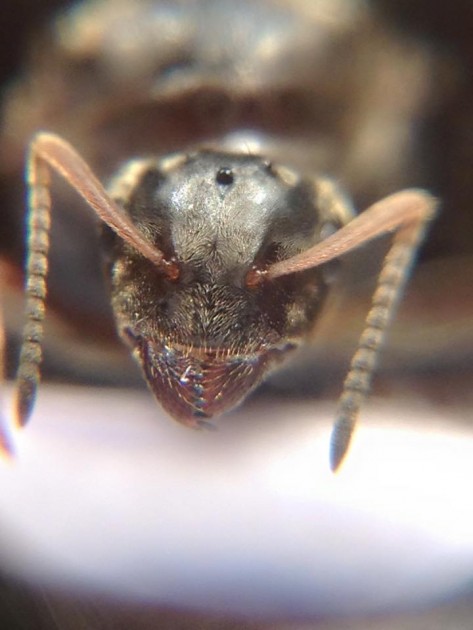 Lasius paralienus.jpg
