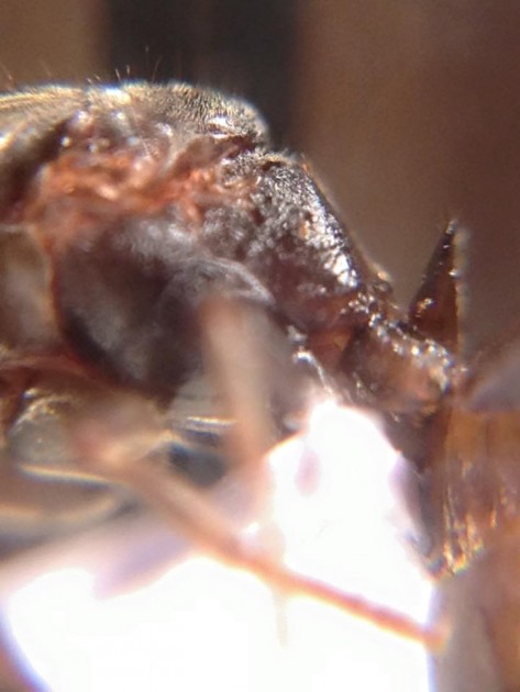 Lasius paralienus 2.jpg