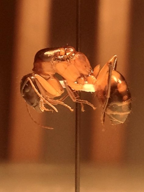 Camponotus maculatus.jpg