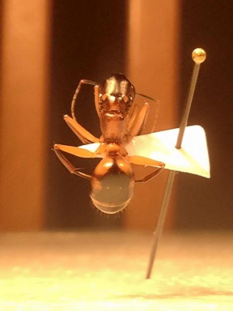 Camponotus maculatus 2.jpg