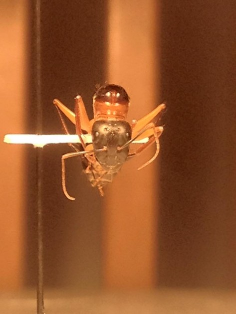 Camponotus maculatus 3.jpg