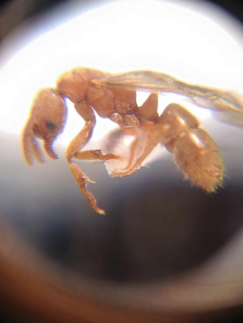 Cryptopone ochracea.jpg