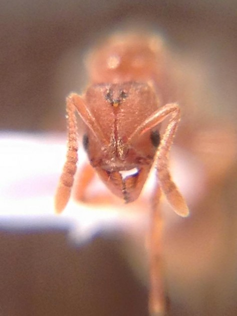 Cryptopone ochracea 2.jpg