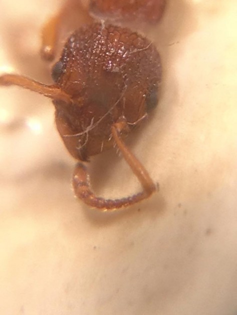 Myrmica Mei 2.jpg