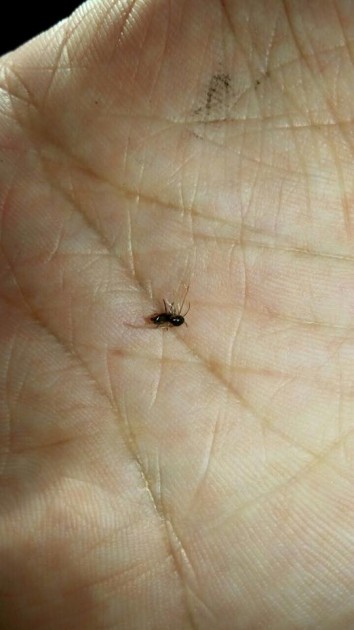 Lasius cesenatico.jpg