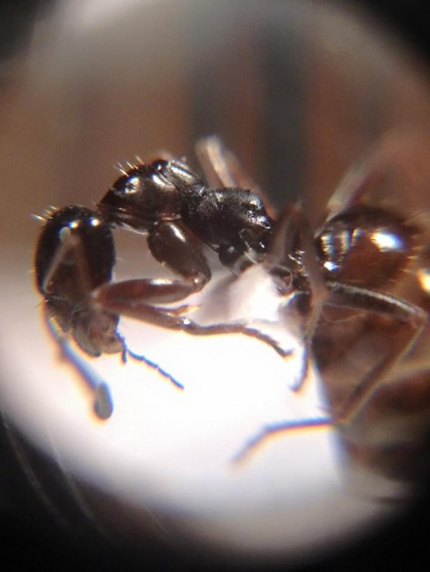 Formica cf. candida.jpg