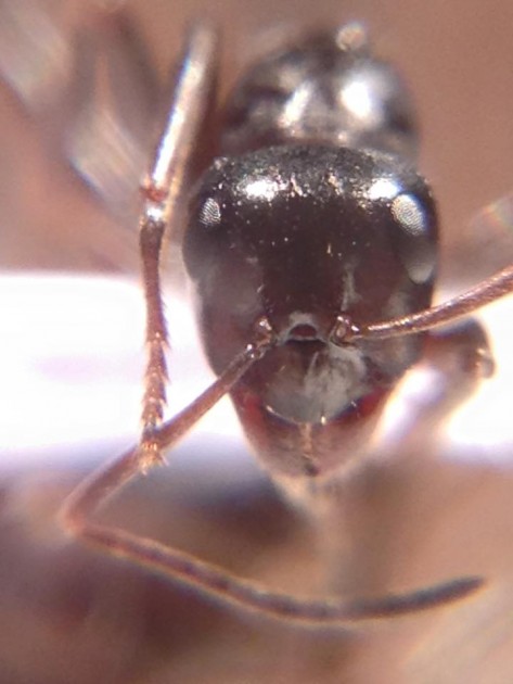Formica cf. candida 3.jpg