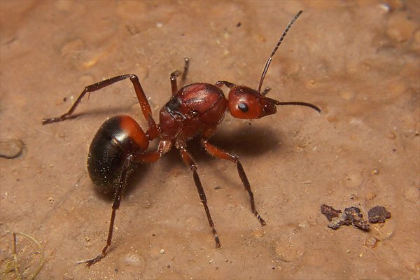 f-formica-truncorum-queen-foto-koehler.JPG