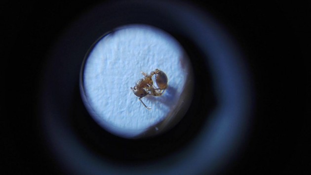 Myrmica 6.jpg