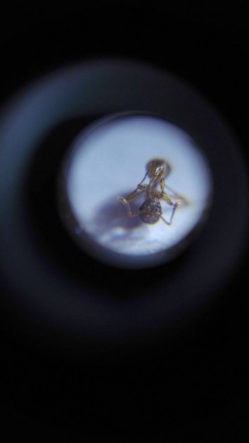 Myrmica 5.jpg
