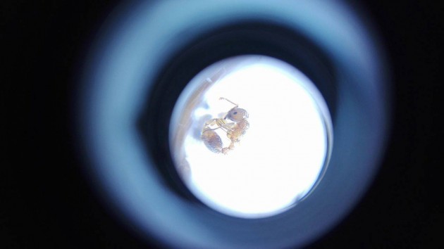 Myrmica 4.jpg