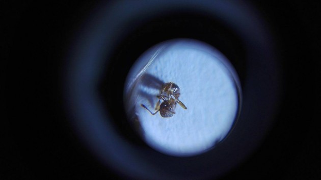 Myrmica 3.jpg