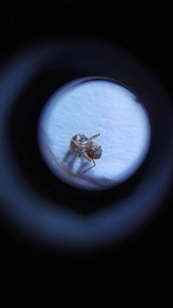 Myrmica 2.jpg