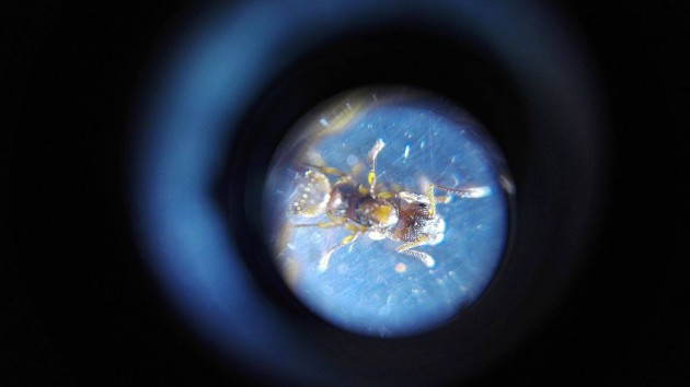 myrmica 10.jpg