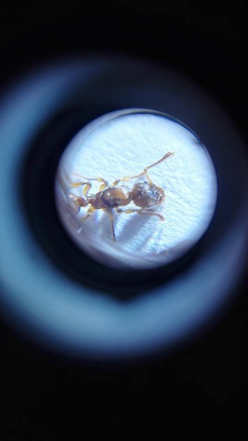 myrmica 11.jpg