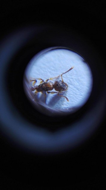 myrmica 12.jpg